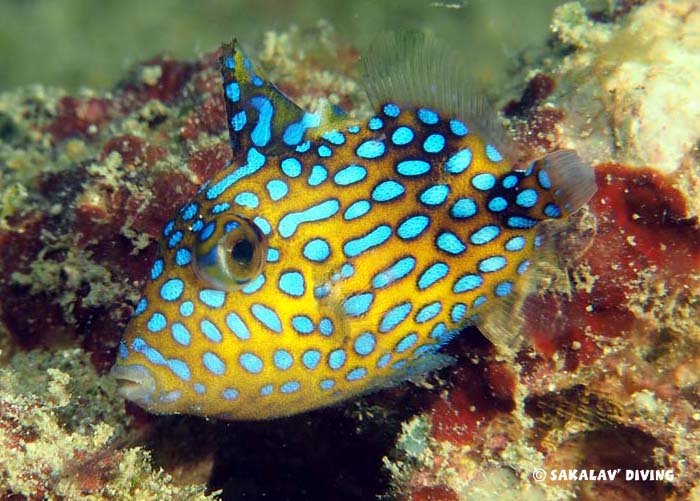 Photos macro plateaus in Madagascar